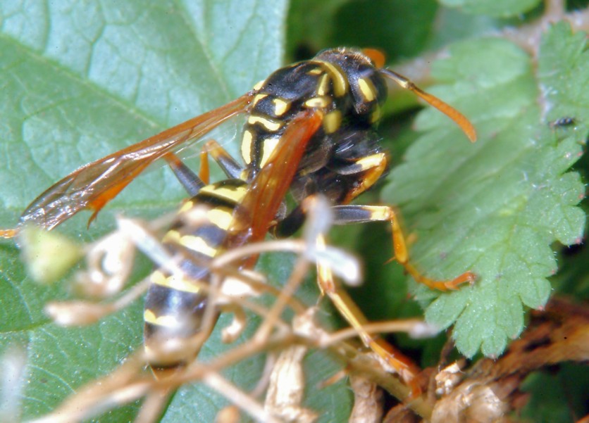 Polistes gallicus